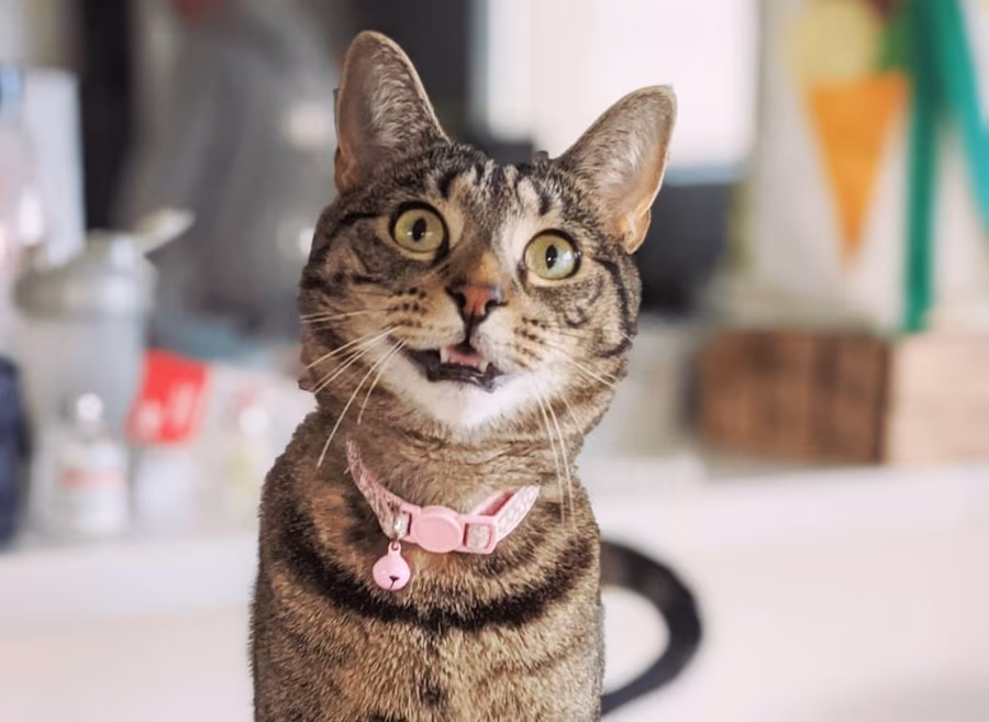 A relaxed tabby cat at home, where cat behaviour consults take place