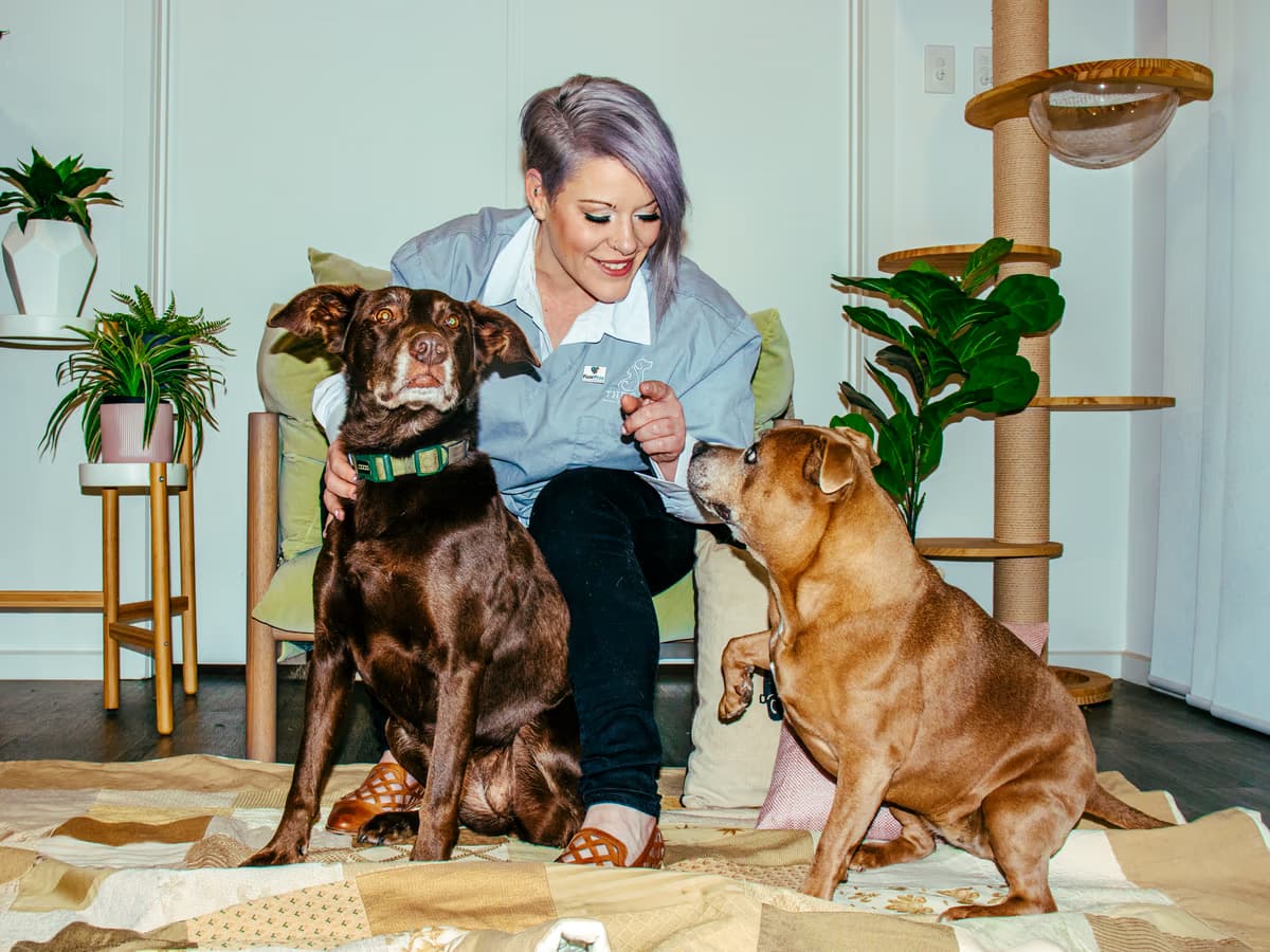 Dr Chantelle McGowan working calmly with 2 dogs during a low-stress handling session